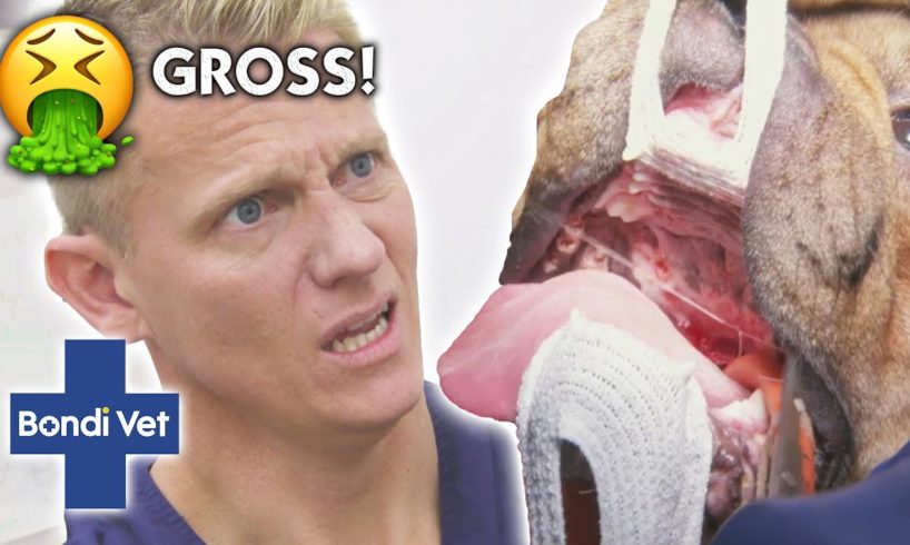 World's MESSIEST ANIMAL CASES 🤢  | Compilation | Bondi Vet