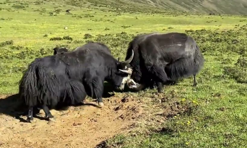 Wow! Yak fights, warrior forever! | Animal fights 2022