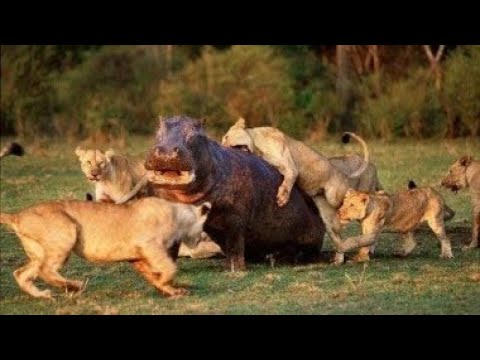 animal fight Aisi Khatarnak Ladai aapane Kabhi Nahin Dekhi Hogi @Nitesh Chotmal