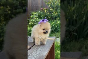 cutest puppy animal #shorts #viralvideo