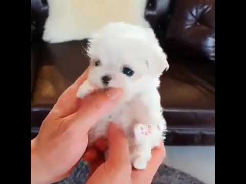 cutest puppy ever seen for dog lover