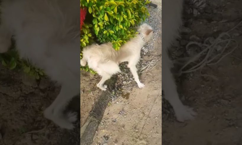 cutest puppy🐕pee hanging on plant🪴#dog #shorts #funny #youtubeshorts   #short #shots  #youtubeislife