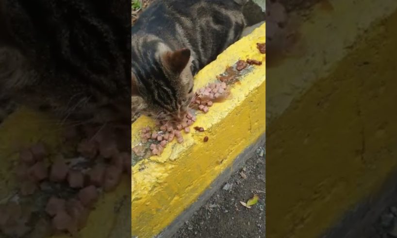 hungry homeless cats want eat. Rescue animals