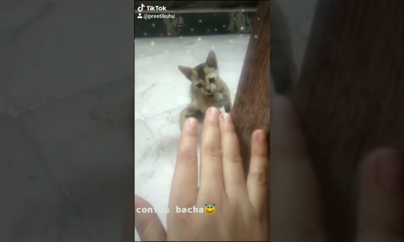 love kitten 😸I playing kitten | Cute cat playing with finger | loving animals |