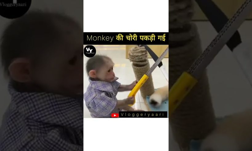 monkey की चोरी पकड़ी गई #shorts #youtubeshorts #trending #viral