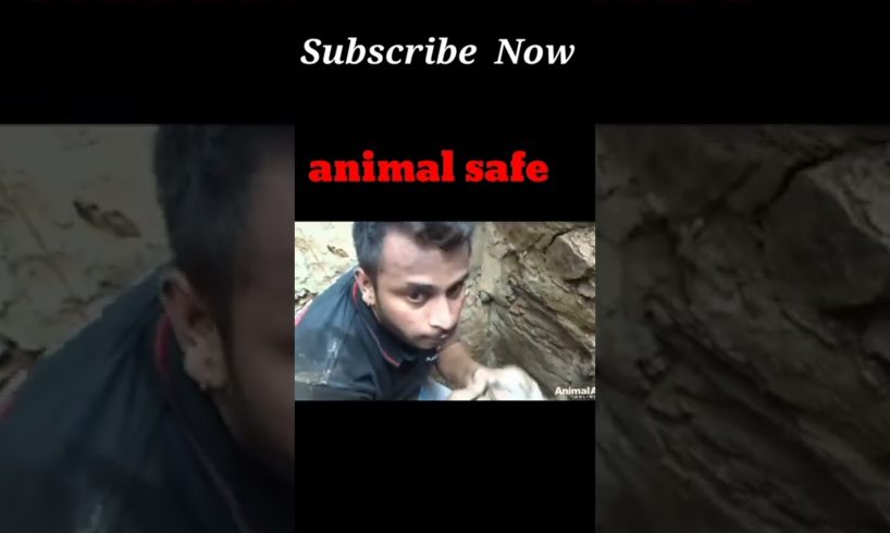 safe animal#shorts #youtubeshorts #trending #shortvideo #shortsfeed @Sandeep Maheshwari