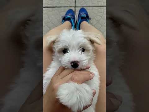 #shorts The Cutest #puppy in the #dog Shelter