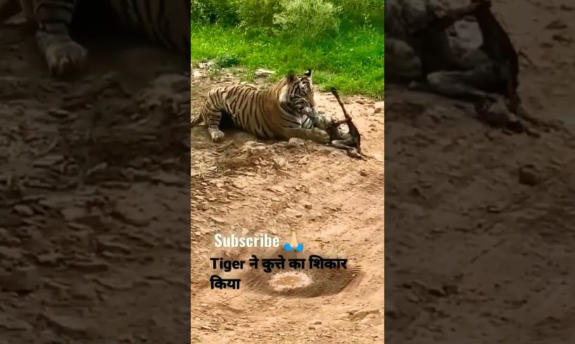 tiger comedy / dog vs tiger 🙀 /#shorts / animal fight / funny animal videos /trending video 🤣 /#cat