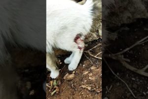 قطة جريحة بتوجع القلب 🥺 ، Injured cat، rescue animal rescue