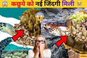 इस कछुआ को नई जिंदगी मिली 😭 #shorts #viral #trending #viralvideo