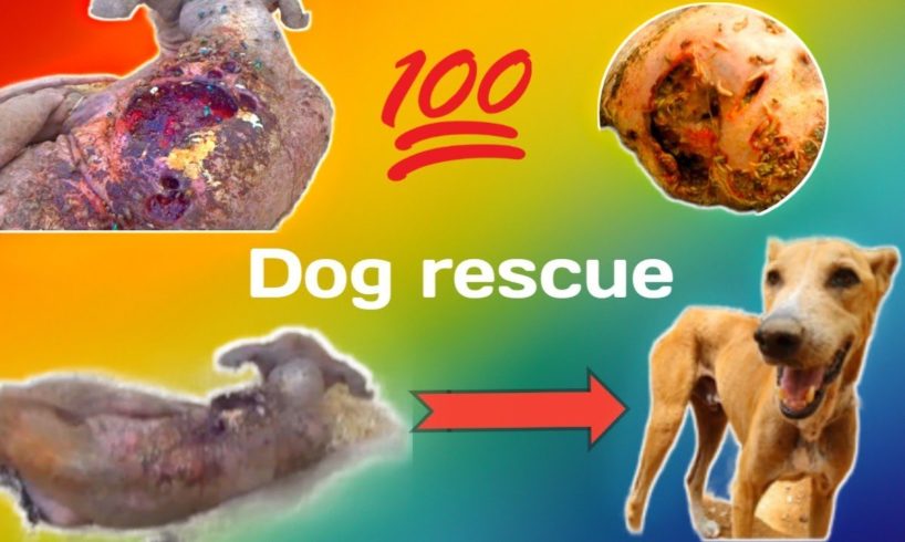 🐕कुत्ते का आश्चर्यजनक  रेस्क्यू/dog unbelievable rescue # shorts inquiry #dog rescue #shorts #facts