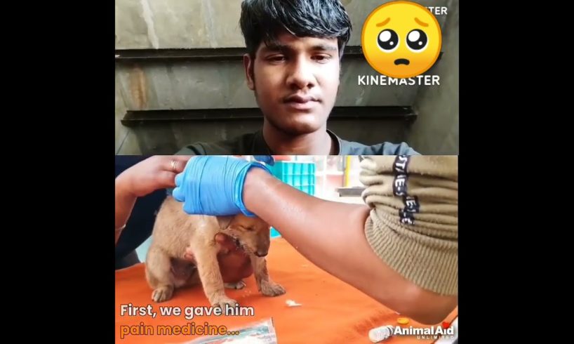 छोटे कुत्ते के मुंह से खून निकल रहा था 🥺🥺fir jo hua #dog #short #viral video #Animal #