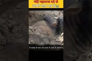 नंदी महाराज कुएं में गिरा😭bull rescue thanks for rescue teem#shorts #animalrescue #youtubeshorts