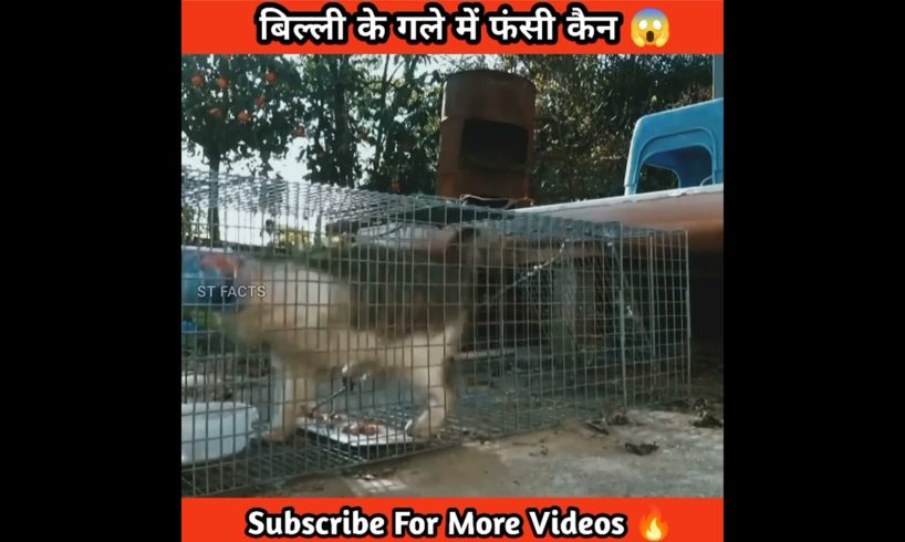 बिल्ली के गले में फंसी कैन 😱।। Cat Rescue ।। #shorts #catrescue