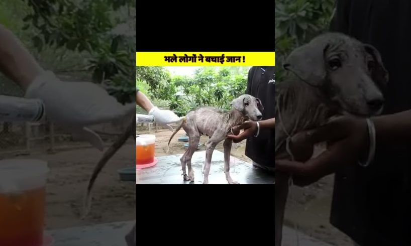 भले लोगों ने बचाई जान _ #animals #dog #rescue #shorts