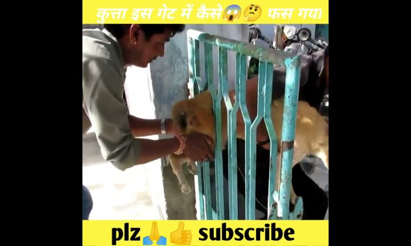 यह कुत्ता इस गेट में कैसे 😱🤔फस गया #shorts #viralshorts #facts #save #dogs #rescue #animals aid #pet