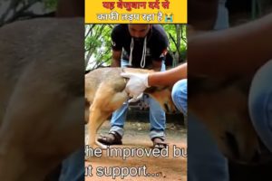 यह बेजुबान दर्द से काफी तड़प रहा है😭 dogi road accident #shorts #animalrescue #youtubeshorts #india