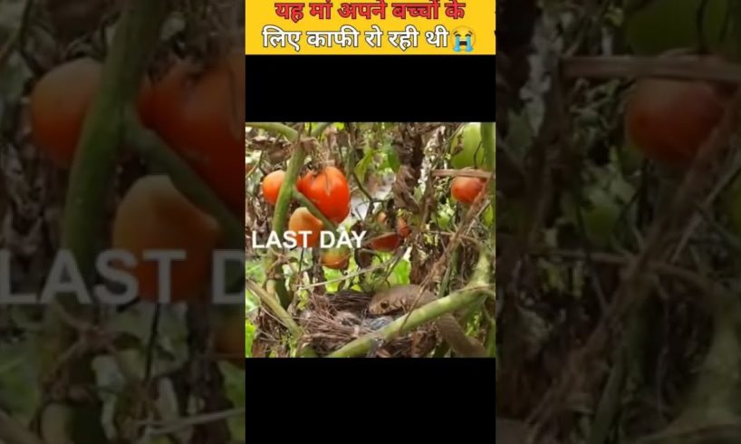 ये माँ काफी रो रही थी😭bird mom rescue sad#shorts #youtubeshorts #animalrescue #india #facts