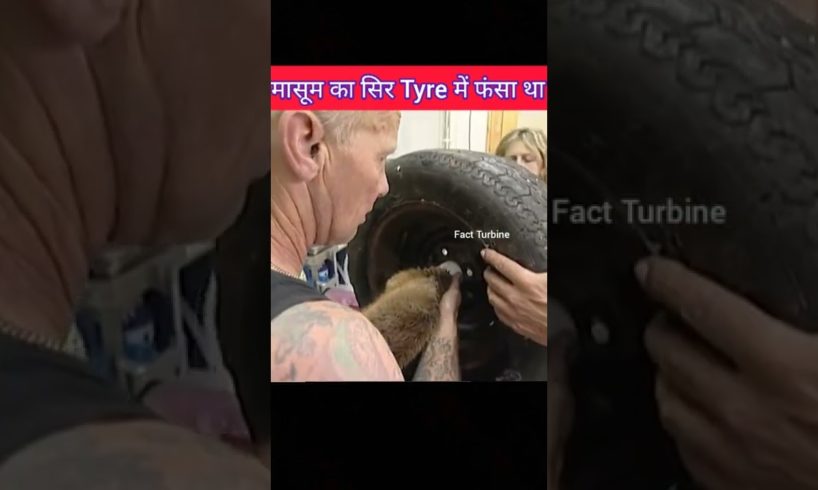 लोमड़ी का बच्चा Tyre फंसा | #animal #rescue