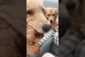 Funniest DOGS & Cutest PUPPIES, Dogs Doing Funny Things, Cutest Puppies