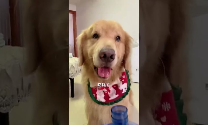 Most Beautiful Videos of Golden Retriever | Cute and Funny Dog Videos | Minutes of Funny Puppy