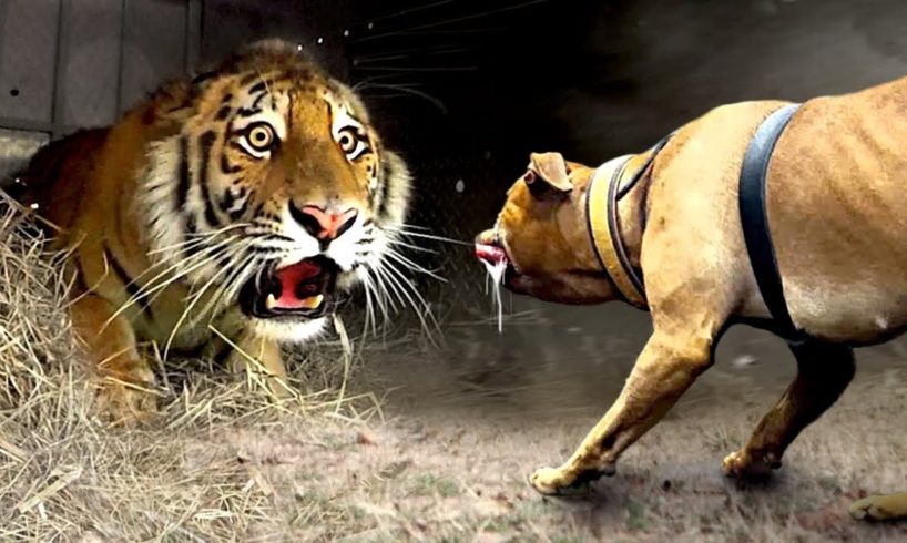 100 Craziest Animal Fights of All Time 2022 😱