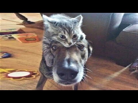 Funny animals - Funny cats / dogs - Funny animal videos / Best videos of October 2022