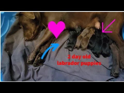 2 day old Labrador puppies - THE CUTEST PUPPIES IN THE WORLD ❤️