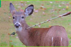 50 Terrifying Moments When Deer and Animal Fights For Life