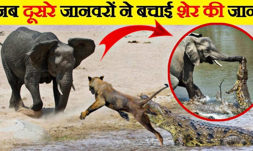 6 Scariest Crocodile Hunting Moments Caught On Camera ।। Camera में कैद दिल दहला देने वाली घटनाएं