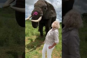 Adorable Elephant Pranks Human! #Shorts