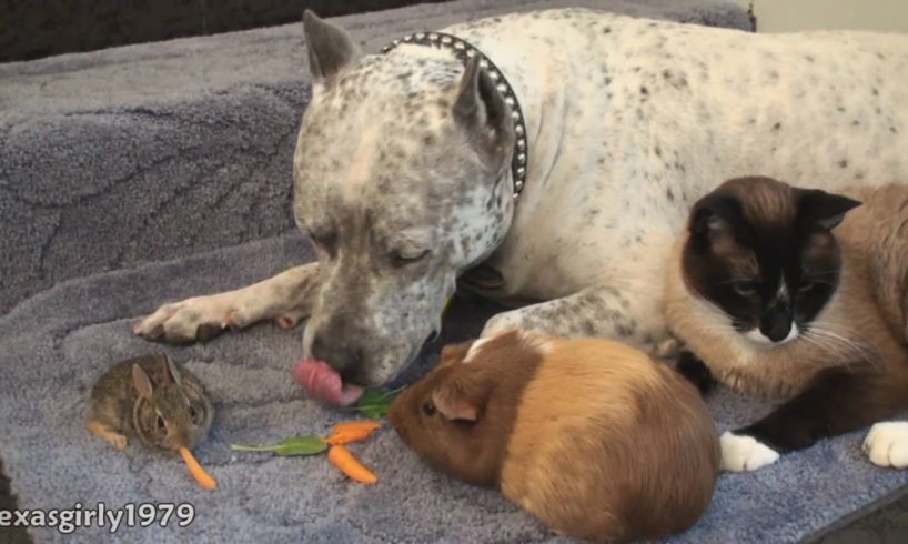 Amazing interspecies FRiENDS: Cat, rabbit, guinea pig and dog pit bull SHARKY. HelensPets.com