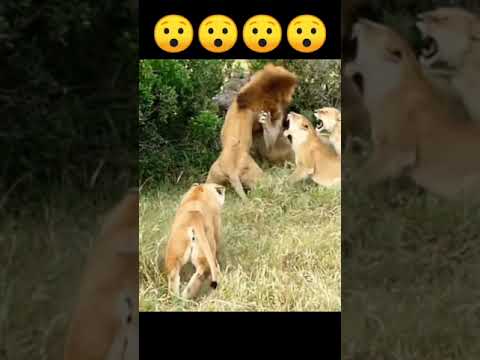 Amazing lion Fights  #shorts #viral #viralshorts #youtubeshorts