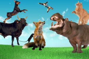 Animal Attacks  - Animals Fight -  Animal Facts -  wild animal  - farm animal