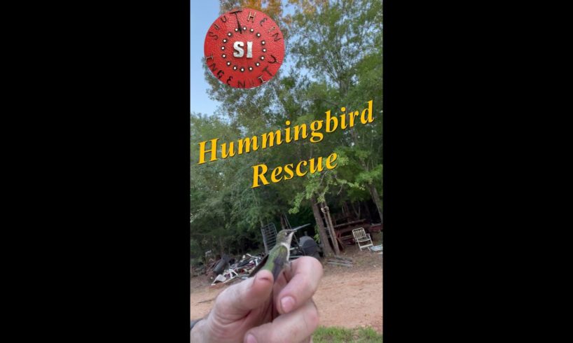 Animal Rescue, Hummingbird, Full Video