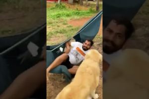 Animals gone Wild - fails of the week 😋 जानवर जंगली हो गए - viral videos #fails #shorts