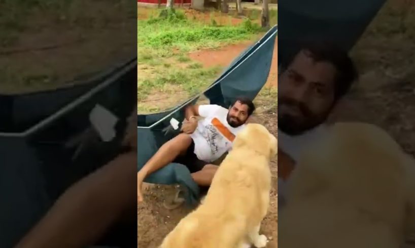 Animals gone Wild - fails of the week 😋 जानवर जंगली हो गए - viral videos #fails #shorts