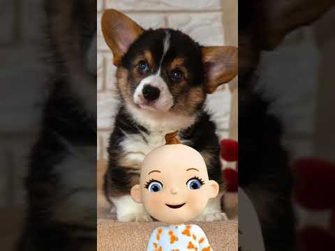 Babsy Baby Loves Cute Baby Dogs Compilation ❤️ Cutest Puppies 👍 #Shorts