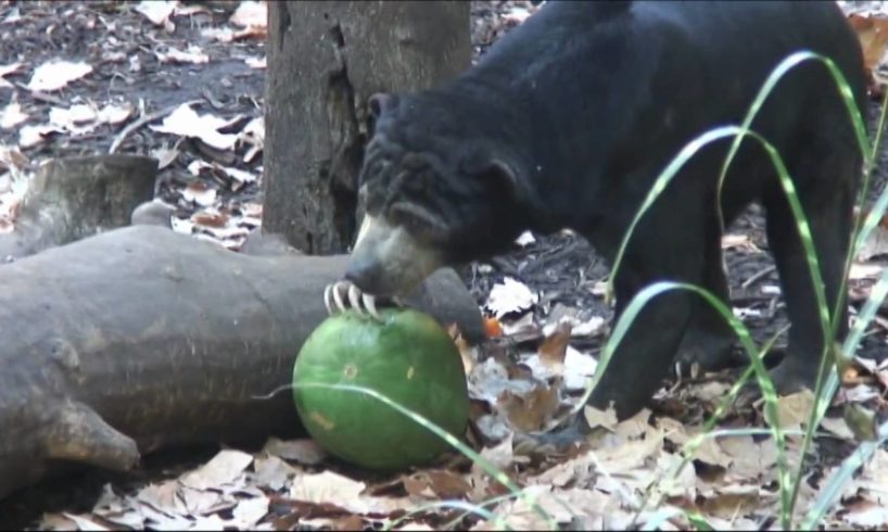 Behavioural Enrichment for Zoo Animals