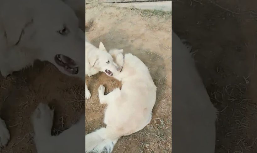 Both are playing retriever.#shorts #foryou #viral #doglover #animals #animalslover #dogtraining