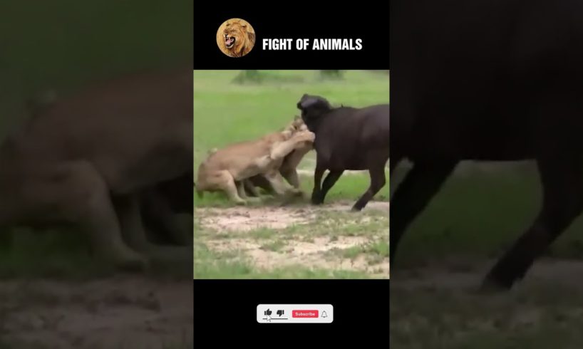 Brave Forest Buffalo Takes Lion's Life | Animals Fight #shorts #buffalo #lion #animals