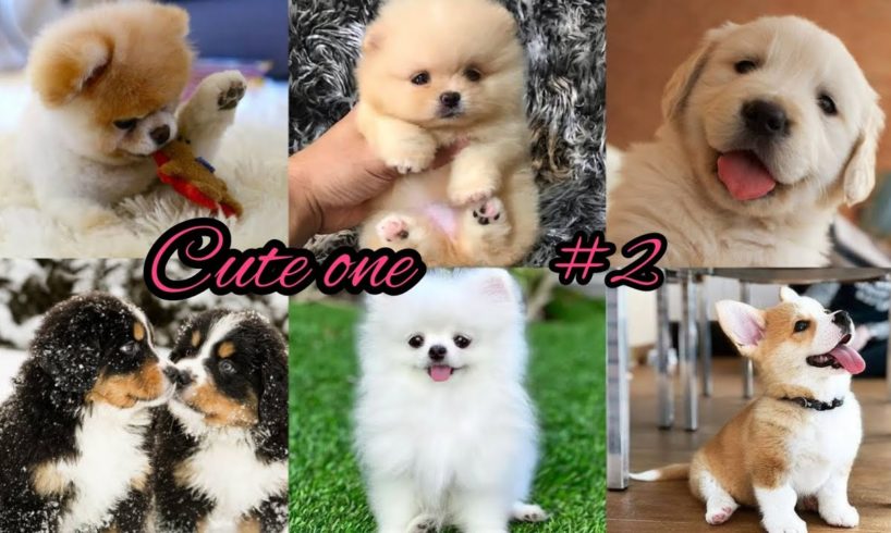 CUTE PUPPIES - The Cutest Ones EVER! 🤗🤗😍😍