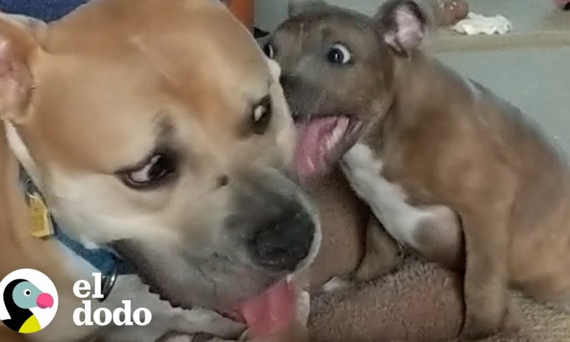 Cachorro que acaba de aprender a caminar busca la familia perfecta | El Dodo