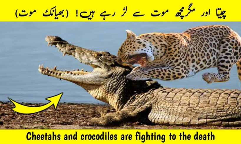 Cheetahs and crocodiles are fighting to the death wildlife  wild animal fight video