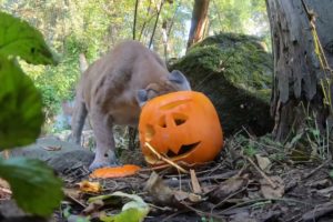 Cute Animals Play With Pumpkins On Halloween