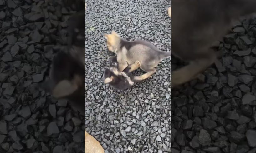 🥰Cute Puppies Playing #gsd #shorts #viral #dog