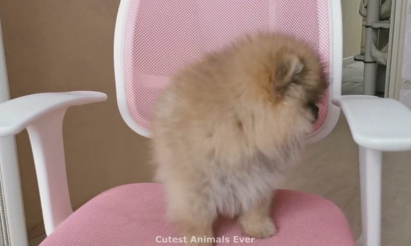 Cute baby Pomeranian Video cutest moment of the animals - Cutest Puppies