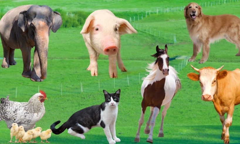 Cute little animals - Chicken, cow, dog, cat, elephant, monkey - Animal Videos