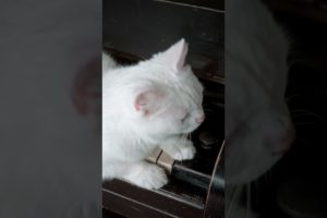 Cute white cat playing guitar #animals #funnyvideo #cats