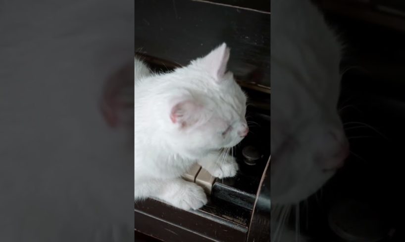 Cute white cat playing guitar #animals #funnyvideo #cats